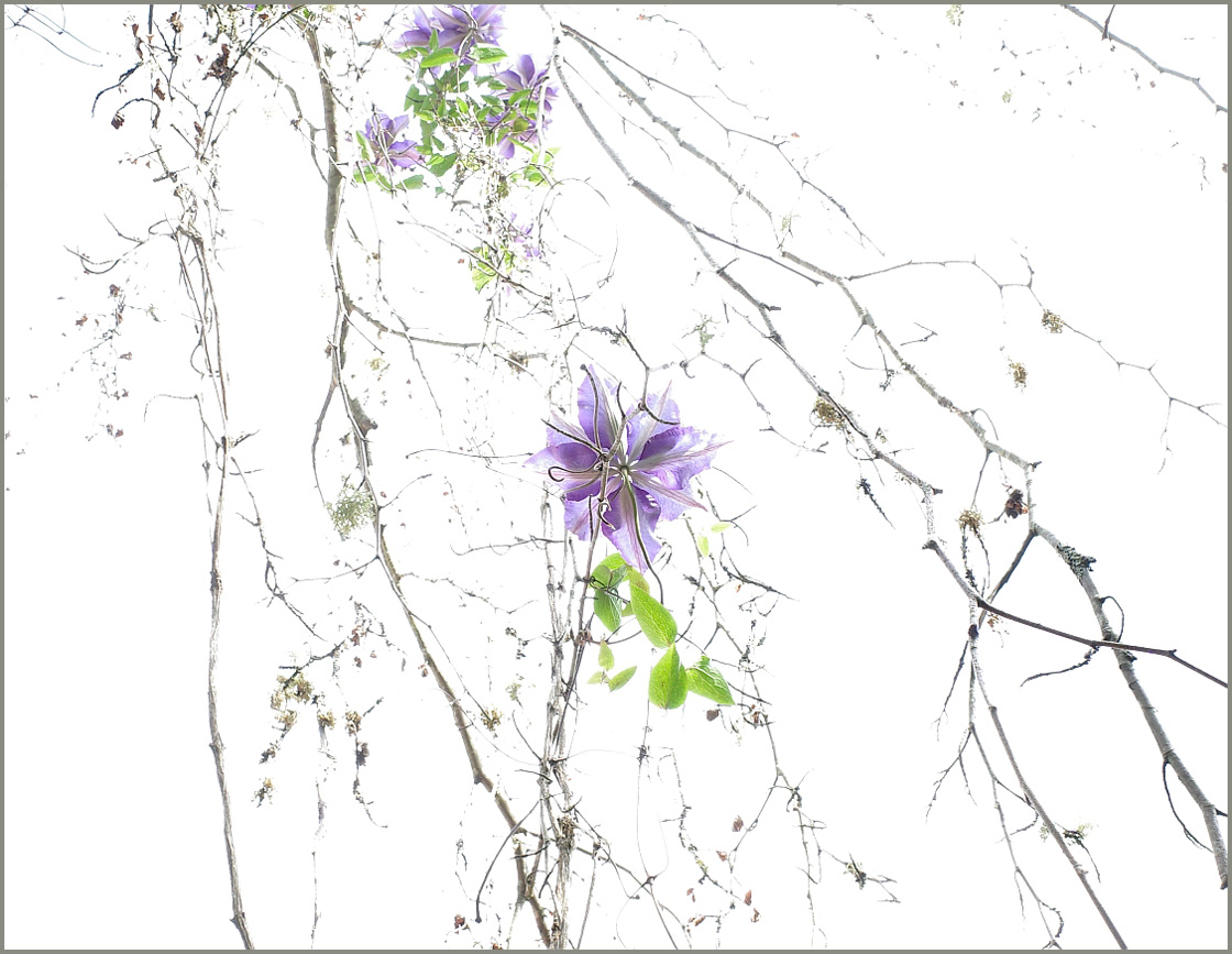 Timothy Gibbons - Clematis on Dead Beech